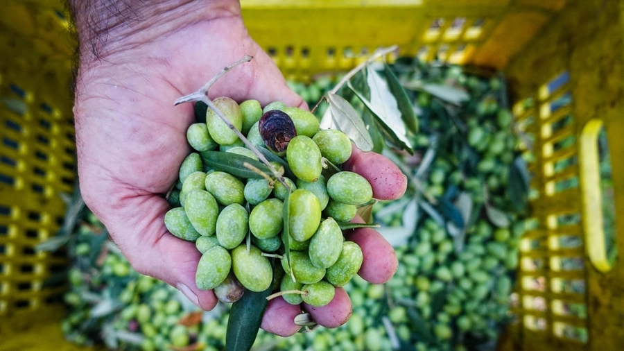 Raccolta di olive