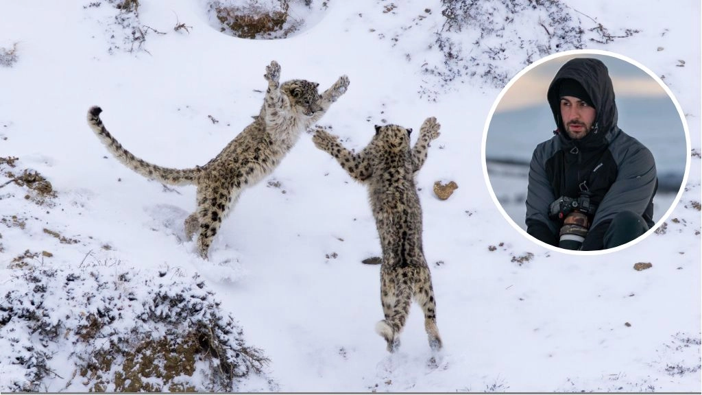 Leopardi delle nevi: da Fano all’Himalaya per la foto della vita. Così Luca Romani (nel tondo) ha coronato il suo sogno