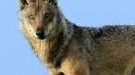 Cane di grossa taglia divorato: "Sono stati i lupi"
