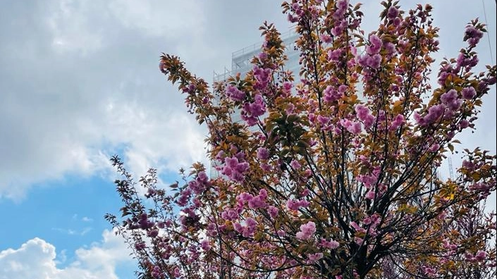 Alberi in fiore nel parco artistico lineare di via Serlio 
