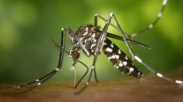 Ascoli, il Comune distribuisce dispositivi medici per combattere le zanzare (Foto Dire)