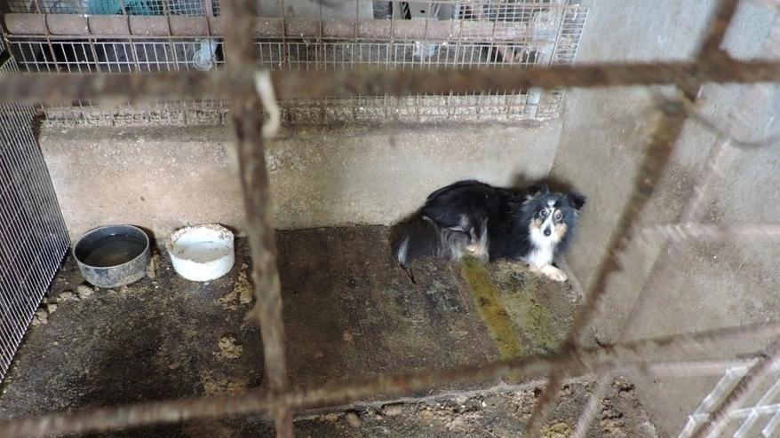 Il blitz è stato fatto in un allevamento abusivo di Misano Adriatico: cani malati abbandonati in mezzo al fango