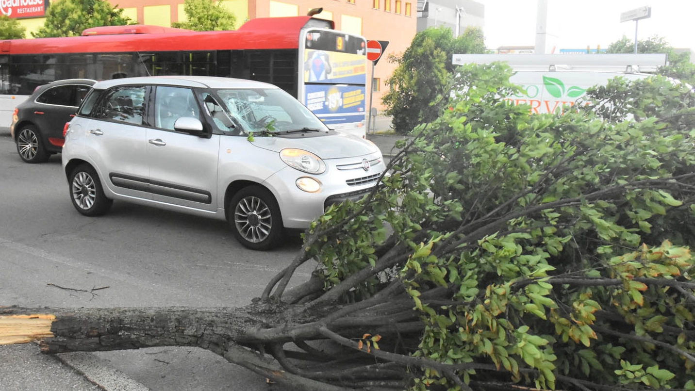 È caduto un grosso albero in via Regina Elena, frantumando il parabrezza (foto Artioli)