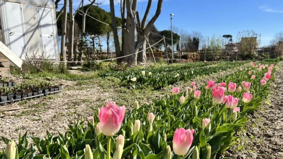 La raccolta  dei tulipani  aperta a tutti