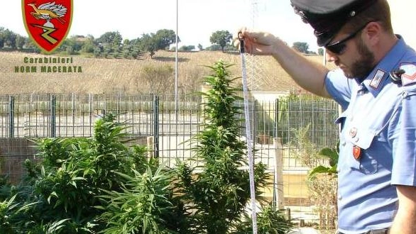 La pianta di marijuana sequestrata