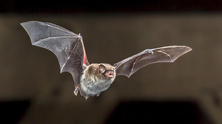 I pipistrelli sono dei serbatoi naturali di betacoronavirus