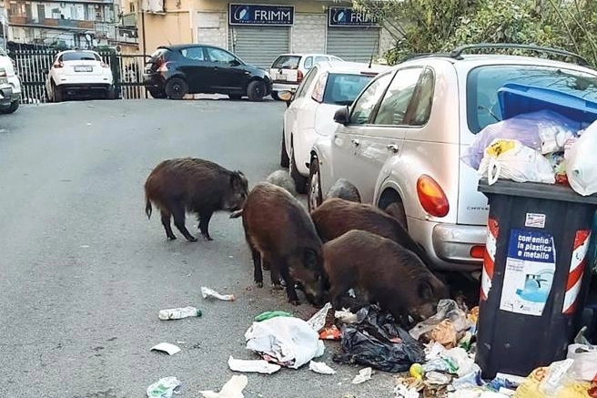 Cinghiali tra i rifiuti a Roma