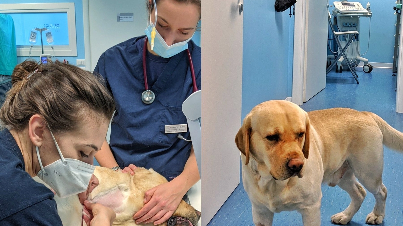 Il cane donatore di sangue: Eolo durante il prelievo