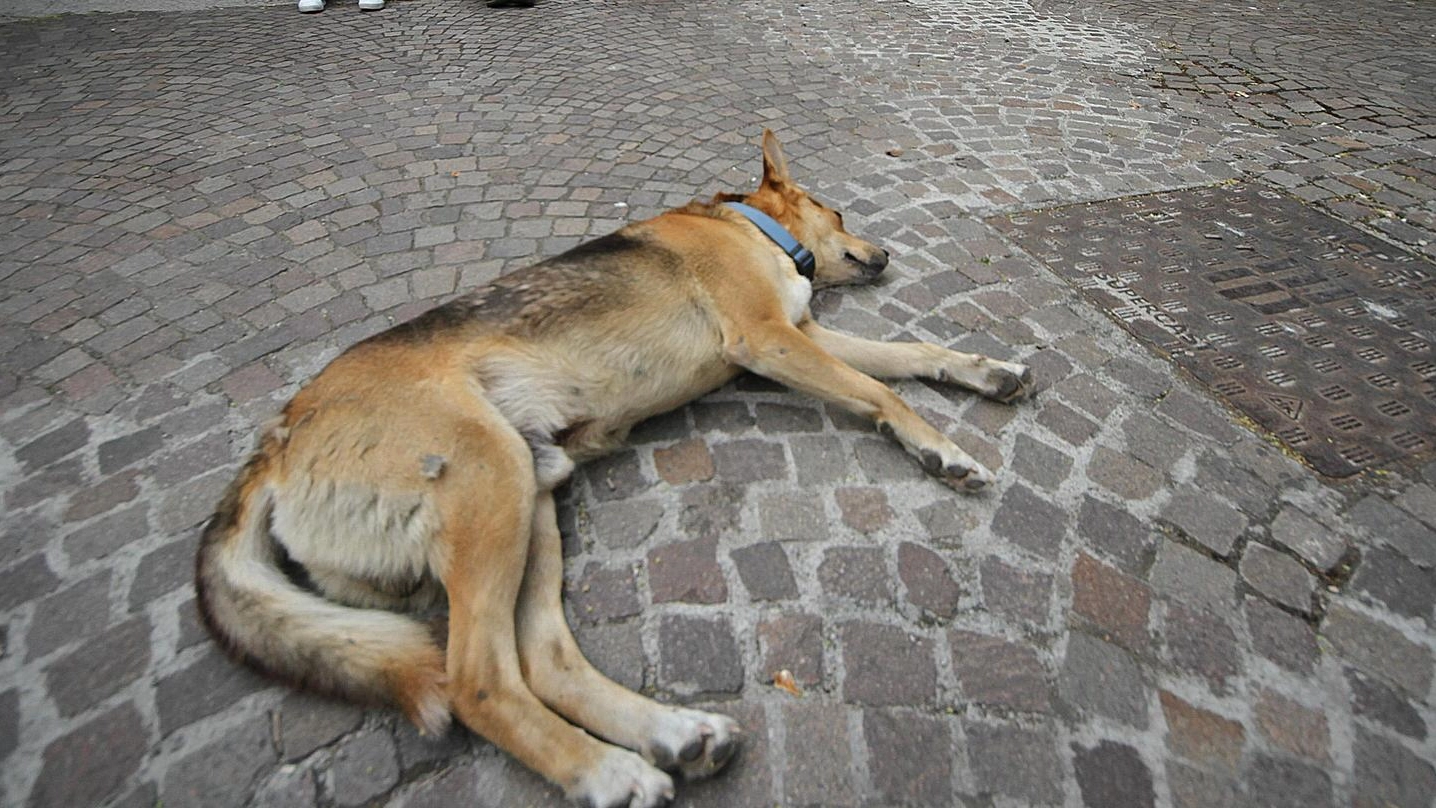 Un cane mentre dorme (foto Ansa)
