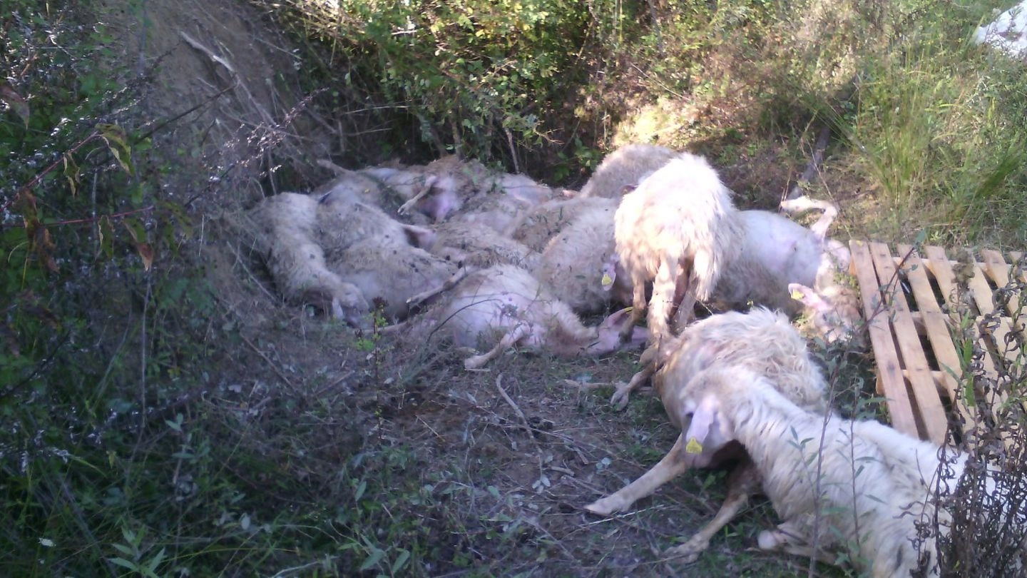 Alcune delle pecore sbranate dai lupi