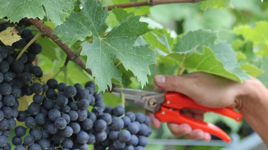 Qualità ottima delle uve ma diminuiscono gli operatori dall'Est Europa. Si stima in forte crescita la presenza di addetti stagionali italiani iuniversitari e disoccupati
