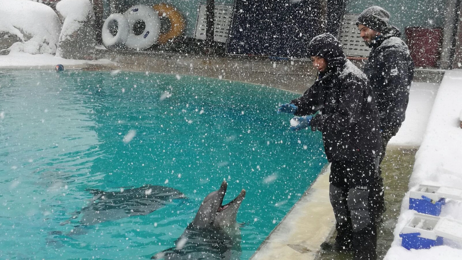 I delfini di Oltremare giocano con la neve