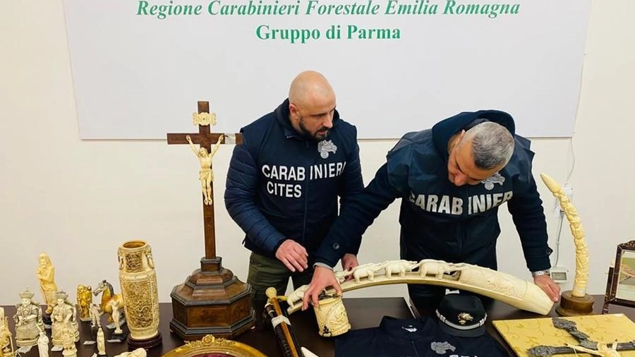 Maxi sequestro oggetti in avorio Mercanteinfiera Parma