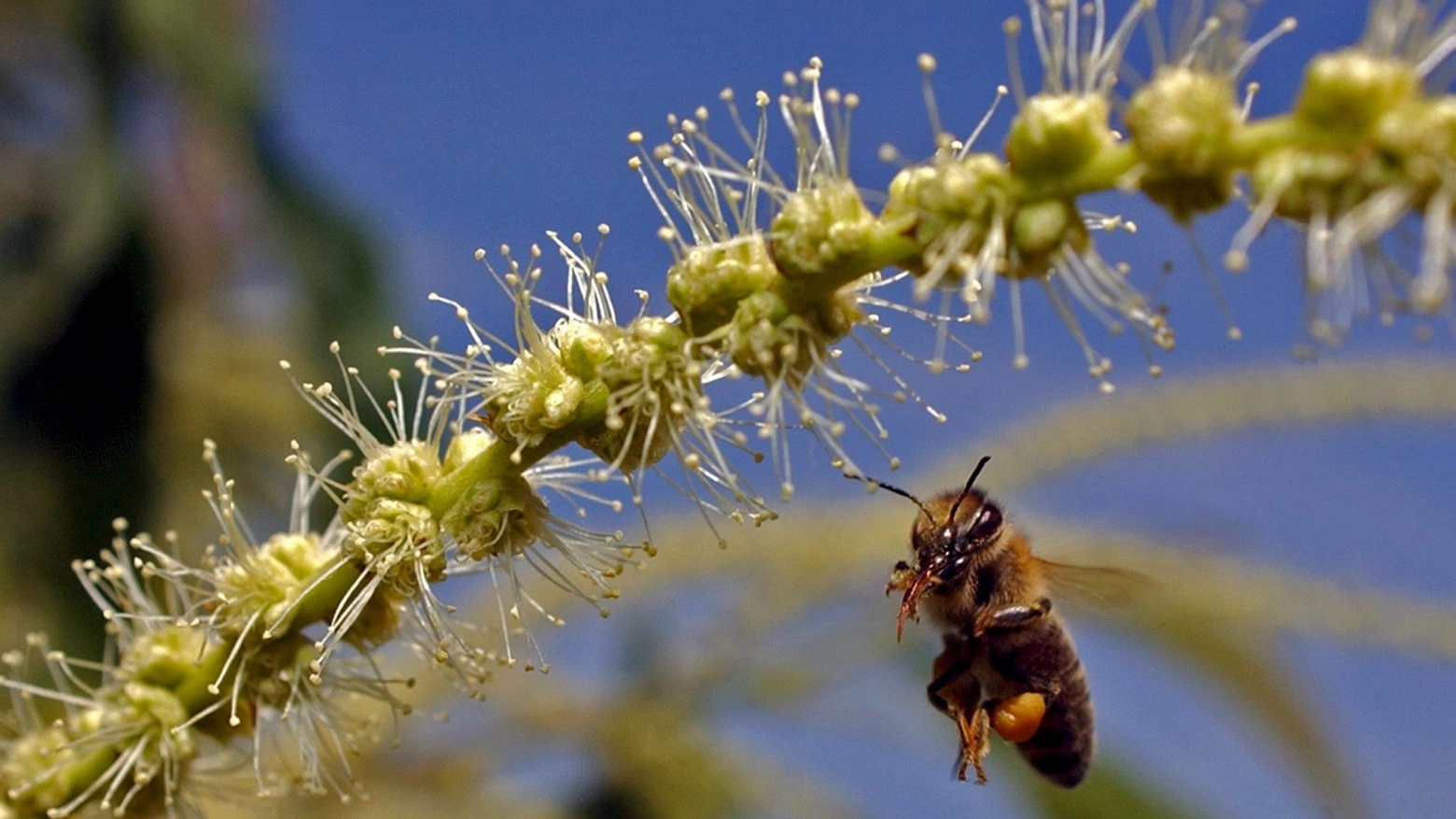 Un ape in volo (foto Ansa) 