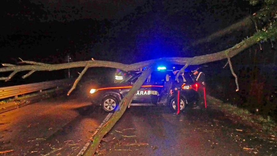 L'albero caduto sulla statale del Brennero (Foto Borghesi)