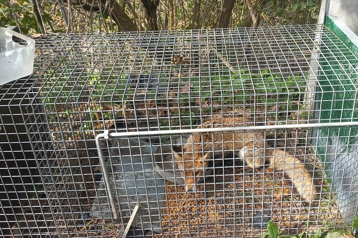 La volpe catturata dal contadino e liberata dai forestali
