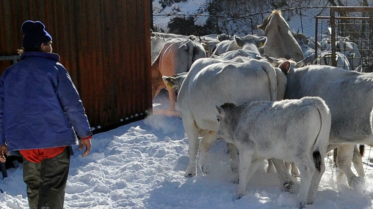 Temperature fino a -10 gradi sui Sibillini, allarme bestiame (Calavita)