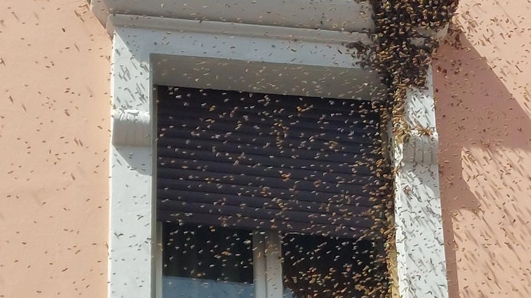 Favo di api spunta su un palazzo