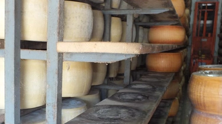Furto di formaggio (foto d'archivio)