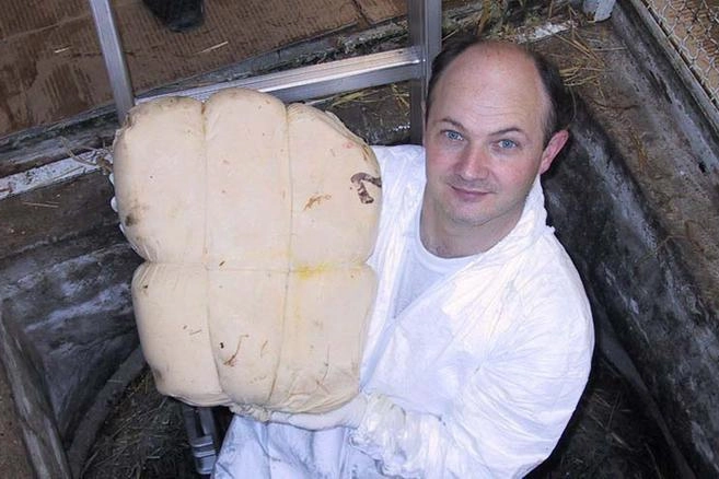 Marco Pellegrini con il formaggio collocato nella sua grandissima fossa