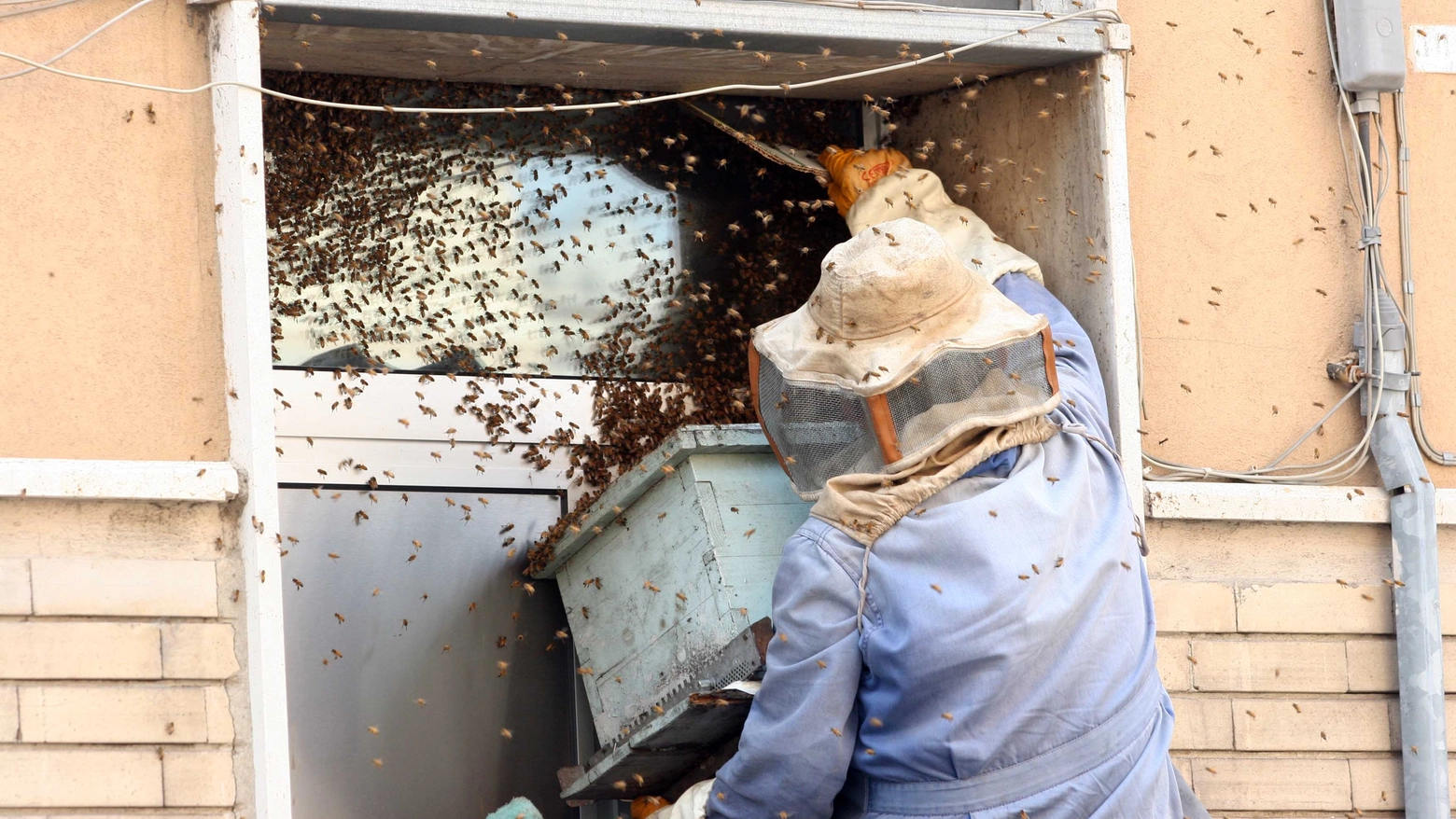 Sciami di api, l’esperto: “Cosa fare e chi chiamare se ne trovate uno”