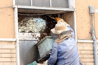 Sciame di api a Bologna, l’esperto: “Cosa fare e chi chiamare se ne trovate uno”