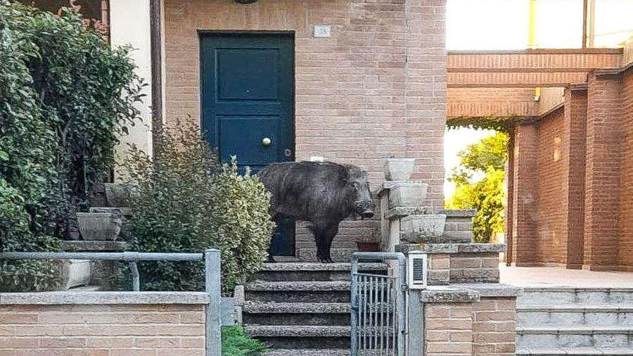 Cinghiale davanti alla porta di casa a Fermignano (Foto Petricca)