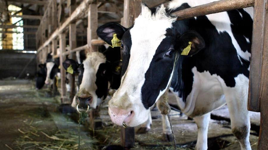 Caro energia, un allevamento di bovini su 10 potrebbe chiudere nelle Marche