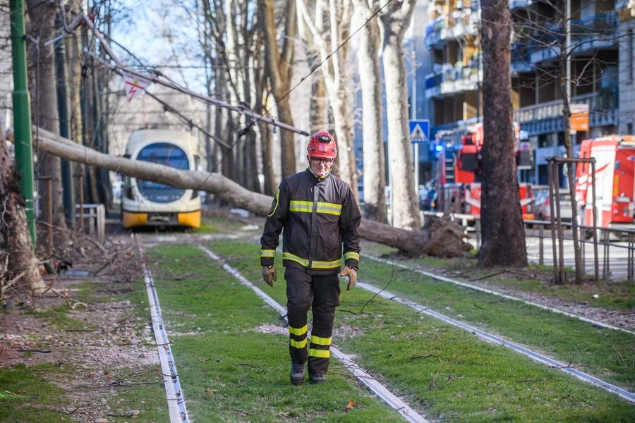 Albero caduto su binari del tram e carreggiata stradale in Viale Cenisio 