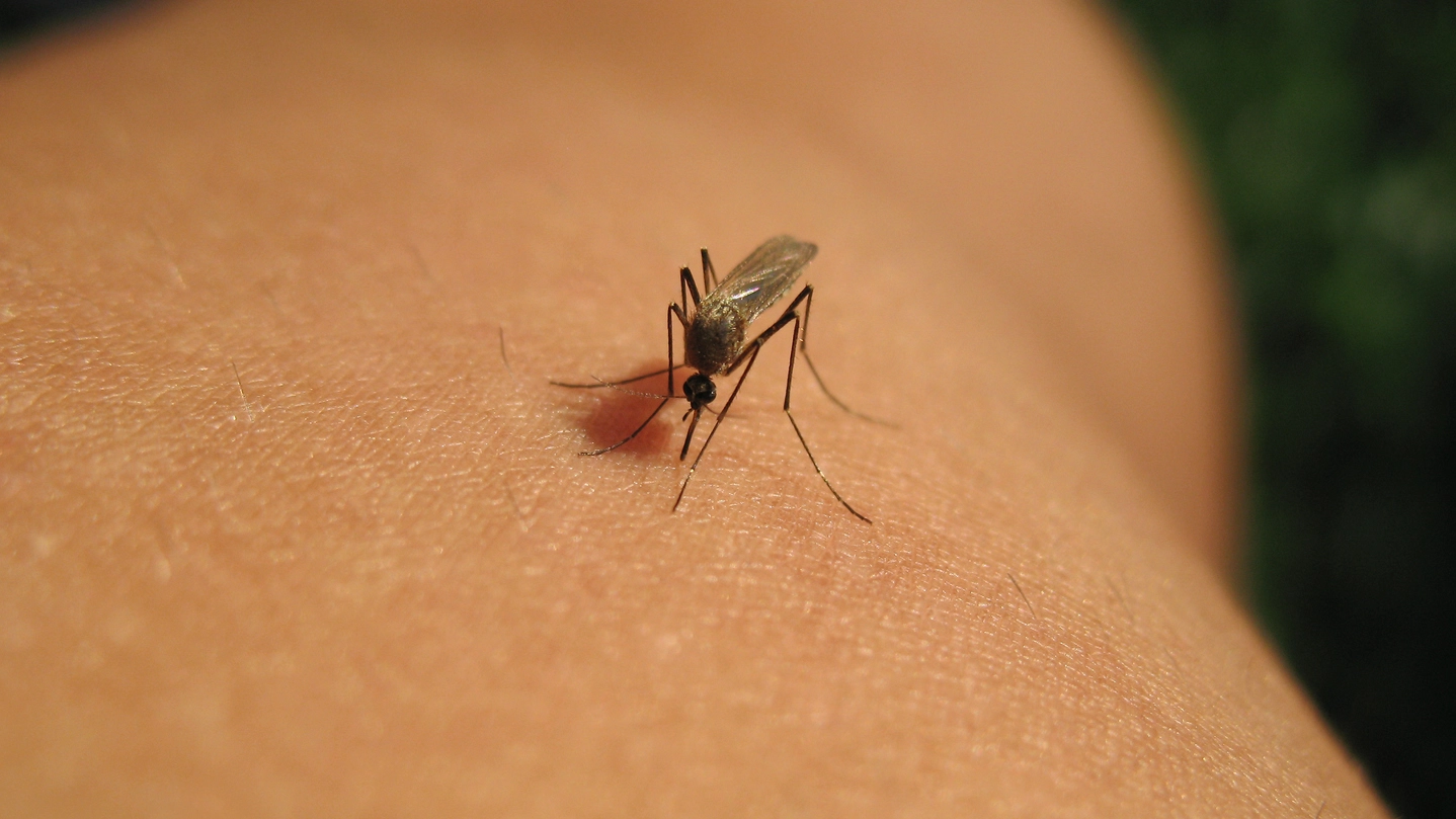 Una  zanzara