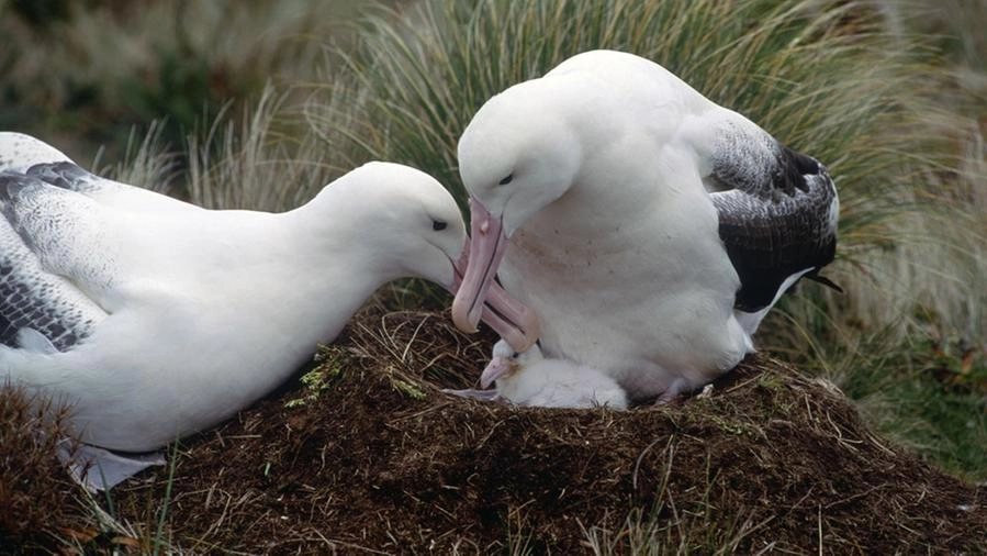 Una coppia di albatri con il loro piccolo