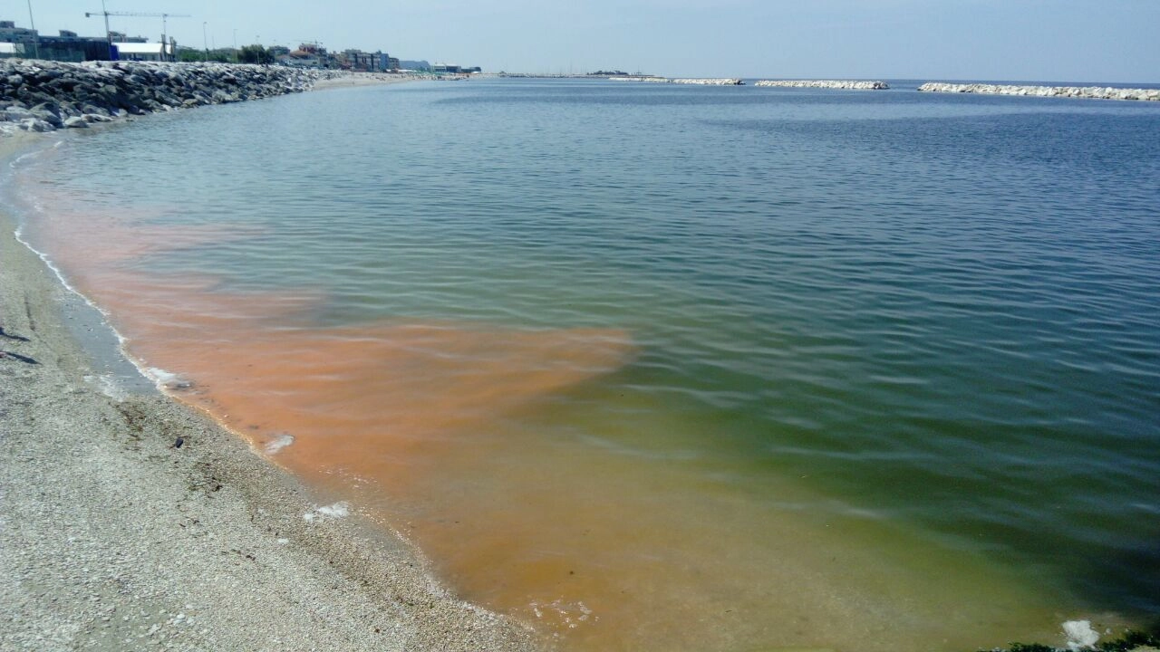 Alghe rosse colorano l'Adriatico