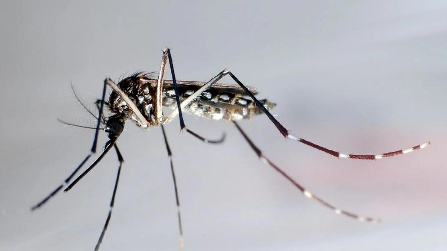 Dengue, un caso a Parma: disinfestazione in corso