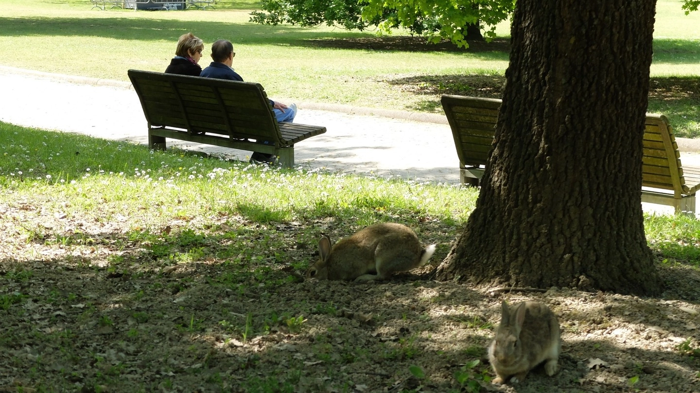 Conigli al parco urbano (Frasca)