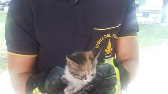 Gattino salvato dai vigili del fuoco cerca famiglia 