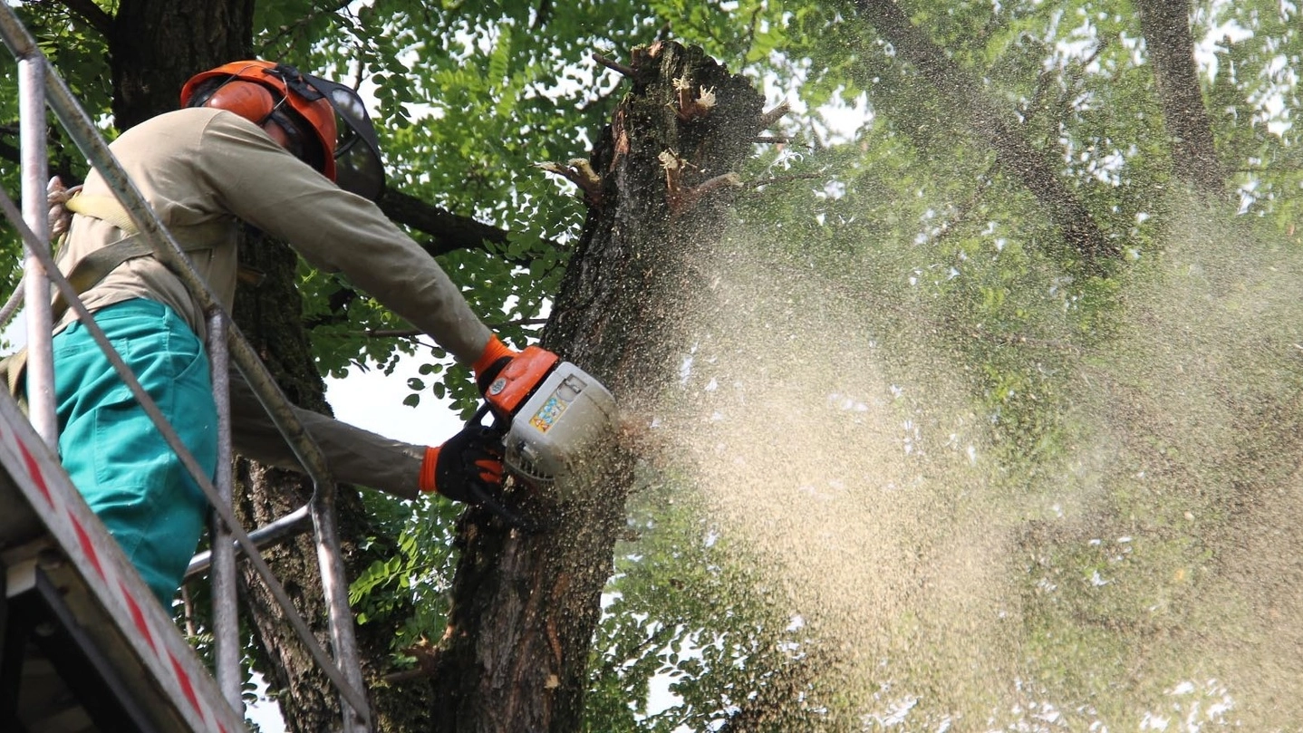 Un uomo mentre taglia un albero (foto repertorio)