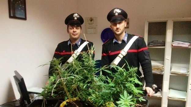 Le piante di marijuana sequestrate 
