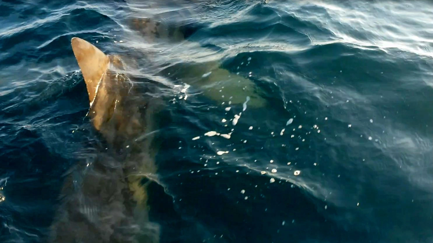 Avvistato squalo elefante al largo di Pesaro