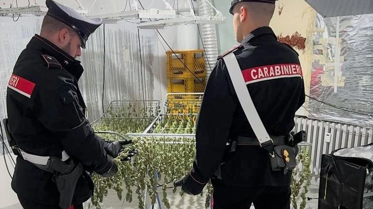 Coltiva marijuana e aggredisce i carabinieri, arrestato