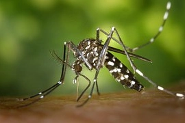 West Nile, zanzara