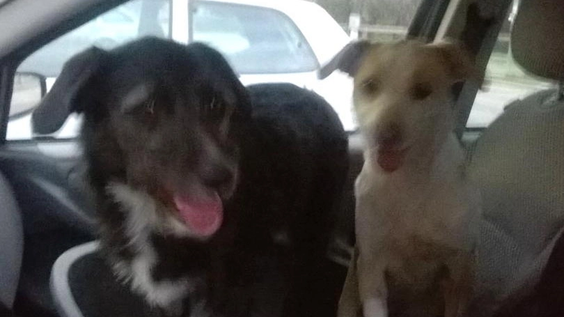 Cani avvelenati a Poviglio: Kira e Maya sono stati salvati