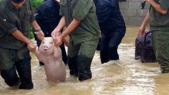 Il maialino salvato dall'alluvione