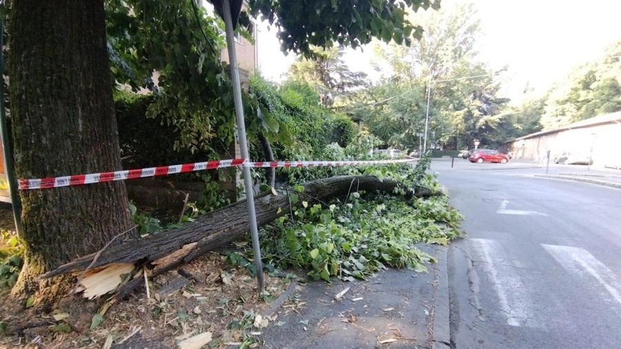 Un albero caduto in viale Monte San Michele