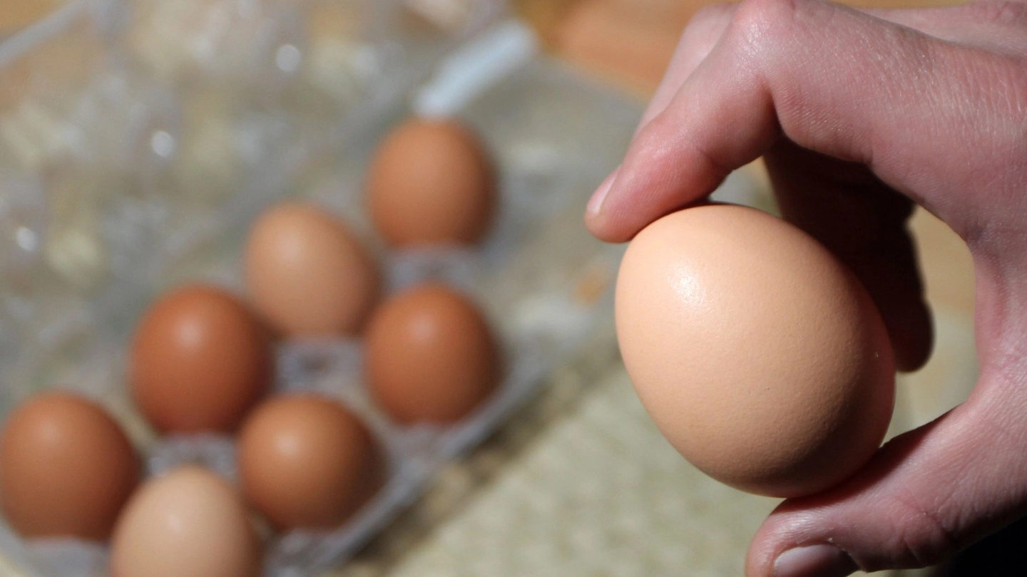 Uova contaminate anche in uno stabilimento di pasta del Maceratese (foto Newpress)