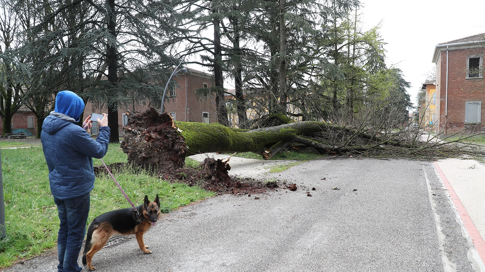 Meteo Imola, l'albero caduto al parco dell'Osservanza