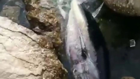 Un frame del video che immortala il tonno incastrato tra gli scogli
