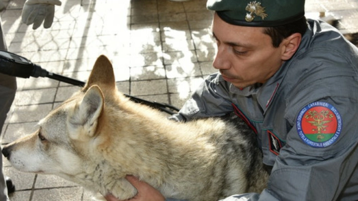 Il cane salvato dall'intervento dei carabinieri forestali