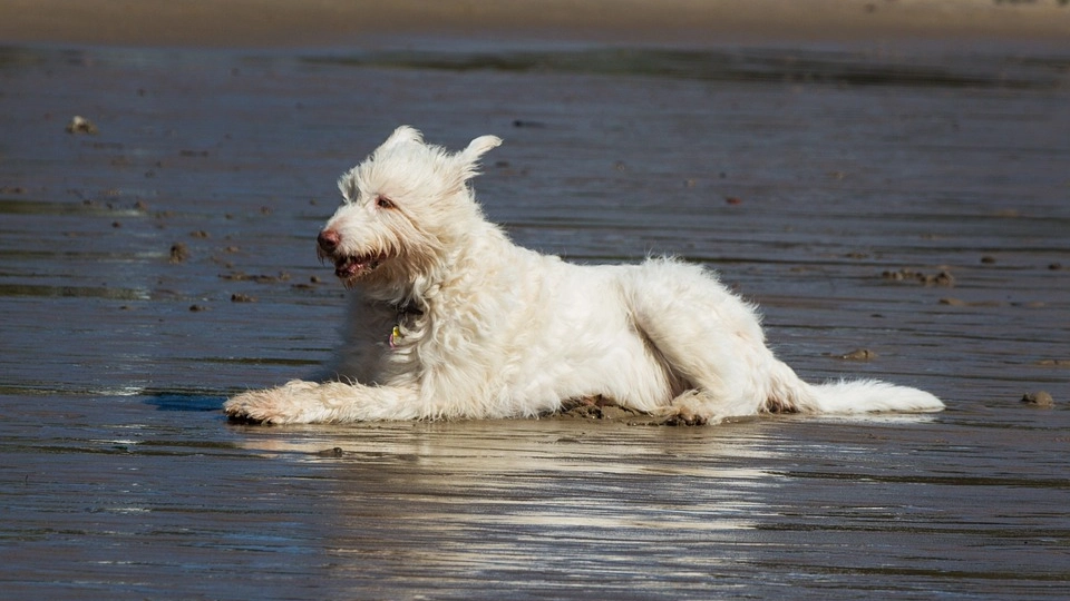 Un cane fa il bagno al mare
