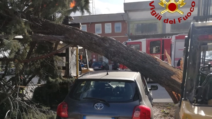 Un albero abbattuto su un'auto a causa del vento