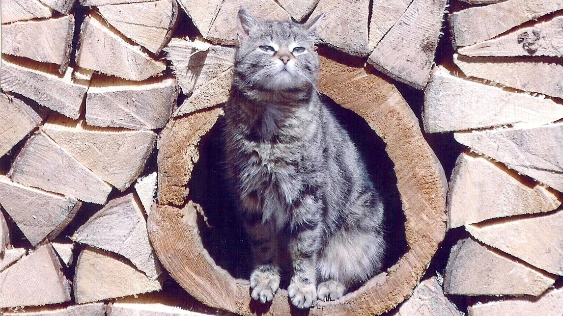 Ascoli, gli animalisti: "I gatti randagi vanno sterilizzati" (foto di repertorio)